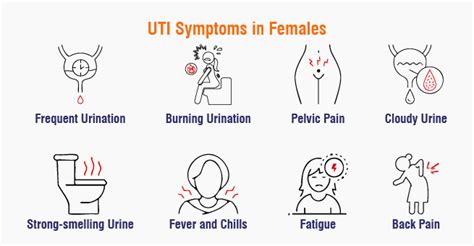 Uti Guide For Women S Health Causes Symptoms And Prevention