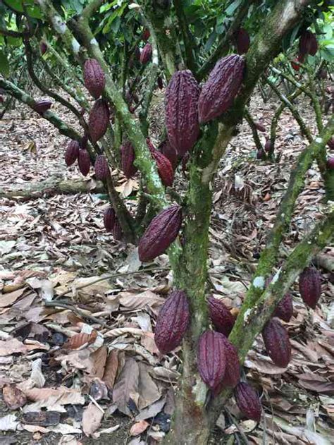 Finca De Cacao Ccn 51 El Triunfo Doplim 1059786