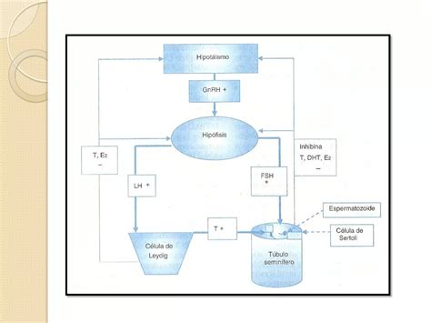 Generalidades Hipotálamo e Hipófisis PPT