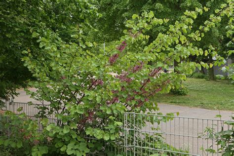 Judas Tree (Cercis siliquastrum)