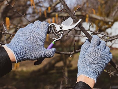 Winter Pruning Frontier Tree Service Vancouver Washington