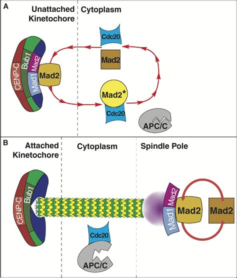 Dynamics Of Centromere And Kinetochore Proteins Current Biology