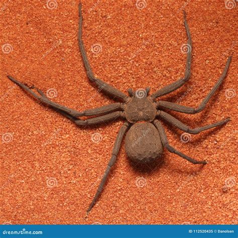 6 Eyed Sand Spider 2