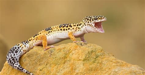 Leopard Gecko Pictures - AZ Animals