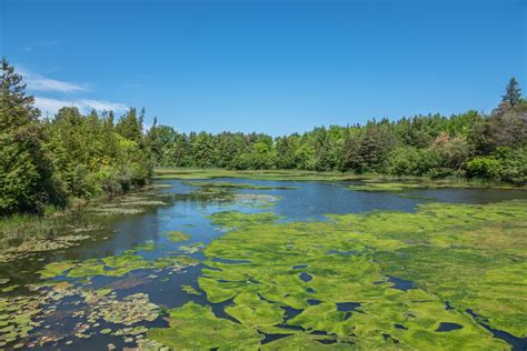 Island Lake Conservation Area: June 2020 | Miles Hearn