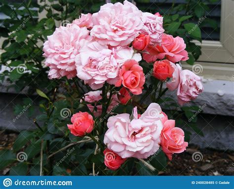 Pink Floribunda Roses in Garden Stock Image - Image of blossom, peony ...