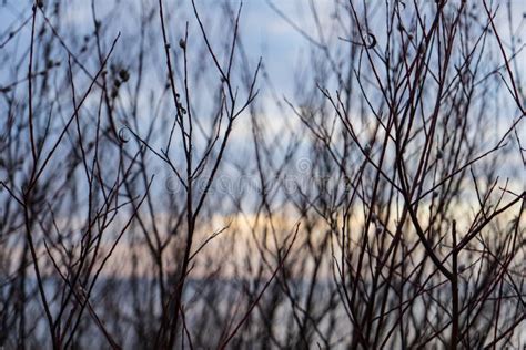 Naked Tree Branches In Late Autumn With No Leaves Stock Image Image Of Flower Tree 133260411