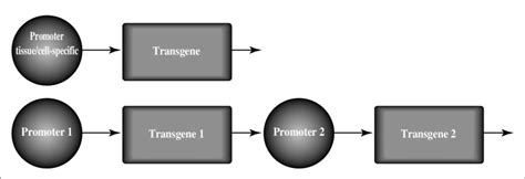 Two types of generic viral vectors are presented. Most commonly ...