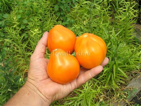Томат Трюфель желтый: ОТЗЫВЫ (14), фото, урожайность | tomatland.ru