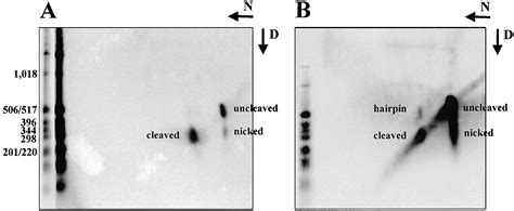 The V D J Recombinase Efficiently Cleaves And Transposes Signal Joints