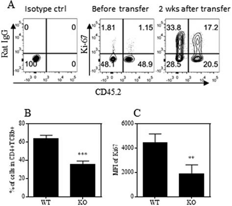 CD4 Cells Deficient In TNFR2 Are Less Proliferative In Rag 1 Mice