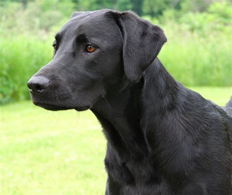 Carácter del Labrador Retriever PerrosAmigos