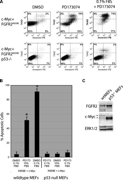 Apoptosis Caused By Fgfr Inhibition In Mefs Expressing Exogenous C Myc