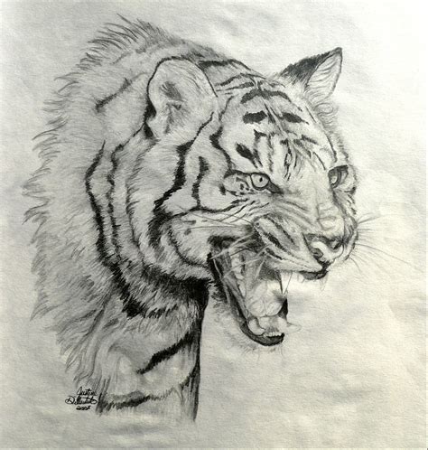 Tiger Roar Drawing at GetDrawings | Free download