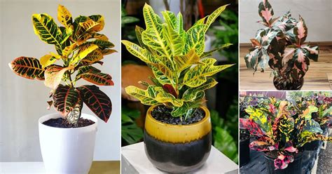 23 Different Types Of Crotons Best Croton Varieties With Photos