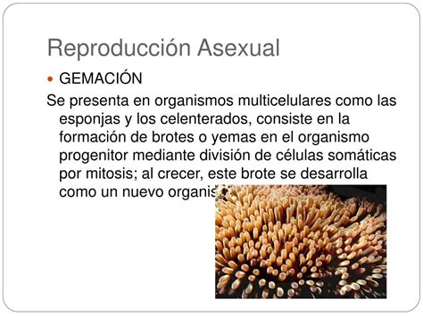 PPT Cuatro potencialidades de la sexualidad y Reproducción sexual y