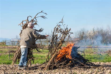 Potatura Olivo E Ecoschema 3 Della Pac Agronomia AgroNotizie