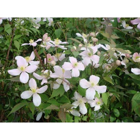 Clematis Montana Rubens Eenvoudig En Snel Online Bestellen