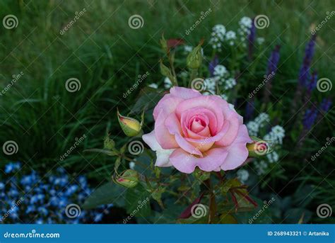 Beautiful Pink Roses Stock Image Image Of Floral Season