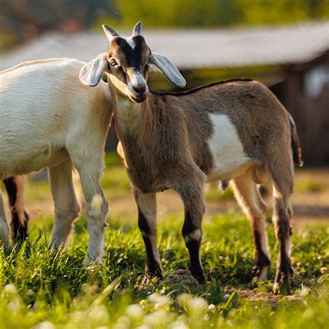 Boer Goat The Cheshire Horse