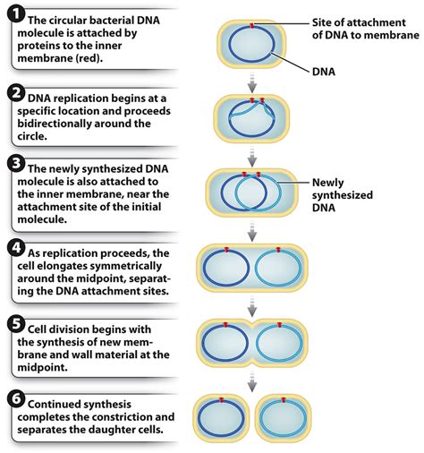 The Process Of Cell Division In Prokaryotic Cells Is Called - Cell Division