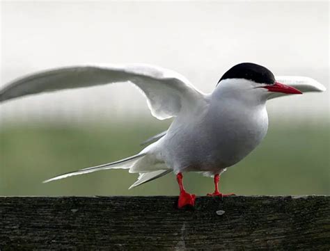 Arctic Tern | The Animal Facts | Appearance, Diet, Habitat and Behavior