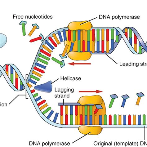 How Does Dna Replication Work