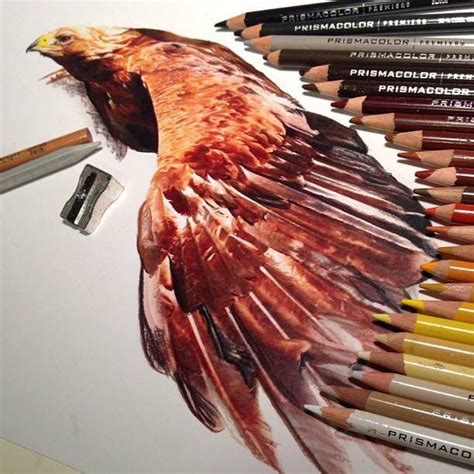 Hawk Colored Pencils Art Color Pencil Art Photorealistic Drawings