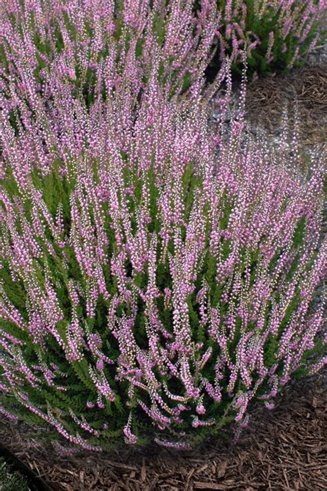 Buy Spring Torch Scotch Heather FREE SHIPPING Wilson Bros Gardens