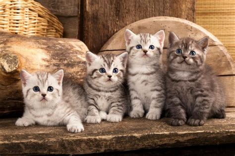 Ein Katzenbaby Zieht Ein So Hilfst Du Ihm Bei Der Eingew Hnung