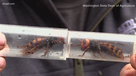 Attack Of The Murder Hornets Documentary Shows Washingtons Hunt For The Invasive Species