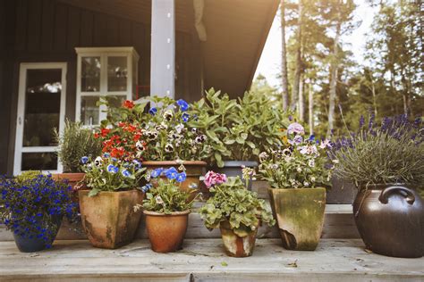 Successfully Grouping Plants In Pots