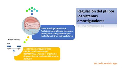 Regulaci N Del Equilibrio Acido Base Pptx