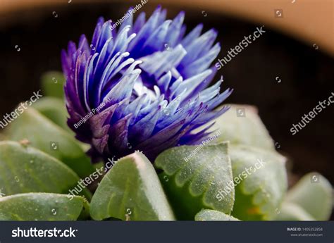 34,766 Purple cactus flowers Images, Stock Photos & Vectors | Shutterstock