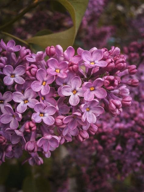 Lilac Flowers Plant Free Photo On Pixabay Pixabay