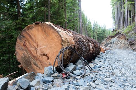 Photo Gallery: Old-Growth Logging on Edinburgh Mt. Near Port Renfrew ...