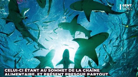 Voici Ce Quil Se Passerait Si Les Requins Disparaissaient Des Oc Ans