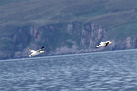 Isle of Rum | Wildlife Experiences in Lochaber, Ardnamurchan and The West Highlands