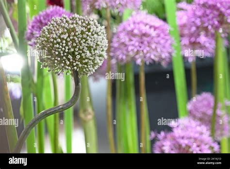 Allium flower in a beautiful flower arrangement Stock Photo - Alamy