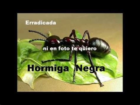 Como Erradicar Hormigas Negras Muy Efectivo En La Huerta O Jardin