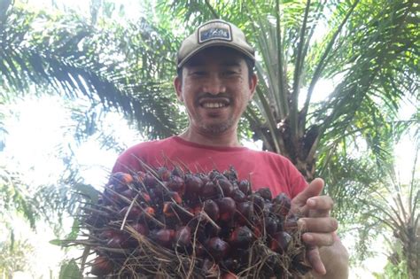 Apkasindo Kalbar Soroti Harga Tandan Buah Segar Sawit Kian Turun