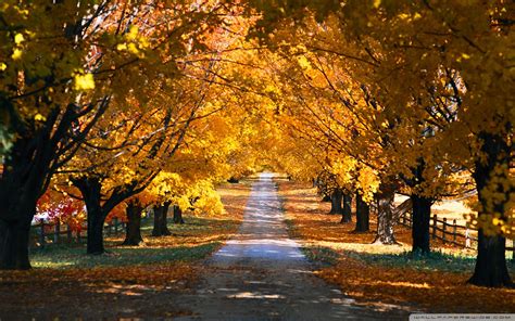 Trees Along The Road Wallpapers Wallpaper Cave