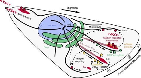 Microtubule Mediated Vesicle Trafficking Pathways Involved In Fa