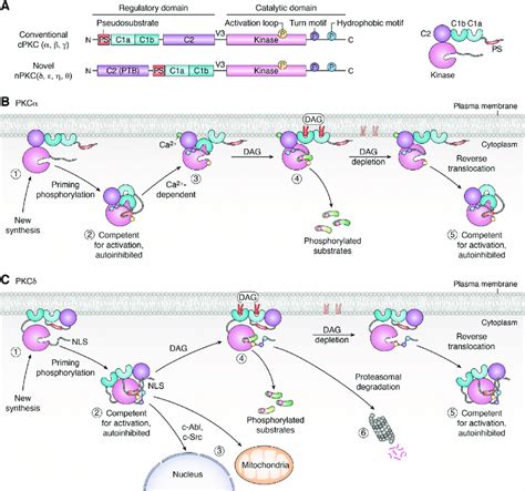 Structural features and mechanisms of activation of PKCα and PKCδ A