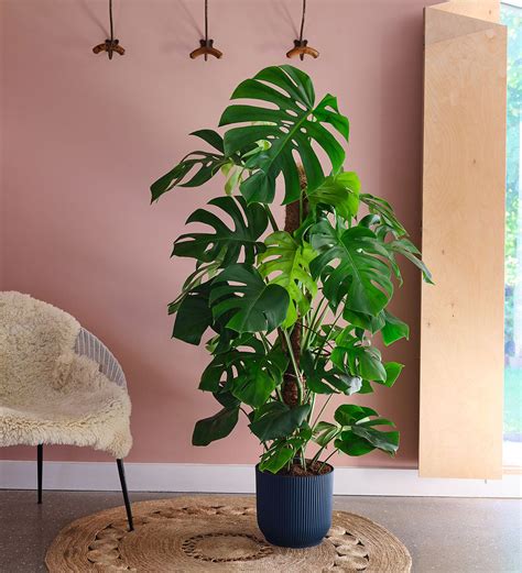 Buy The Tall Monstera Deliciosa On A Moss Pole Swiss Cheese Plant