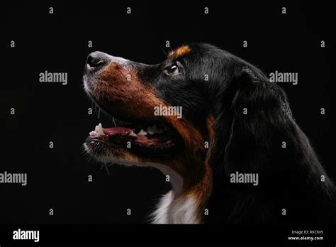 Berner Sennenhund Sitzend Stockfotos Und Bilder Kaufen Alamy