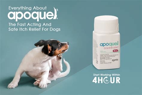 Apoquel: The Fast Acting And Safe Itch Relief For Dogs