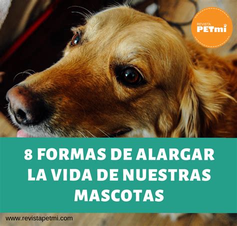 8 Formas De Alargar La Vida De Nuestras Mascotas Revista Petmi