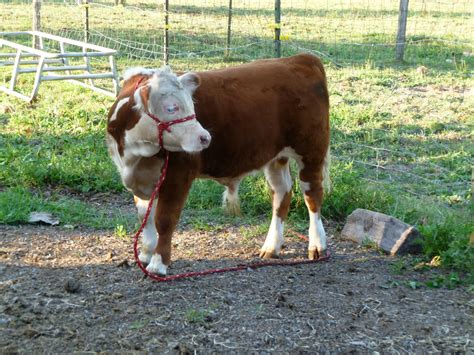 Middleground Miniature Herefords Polled Miniature Hereford Bulls