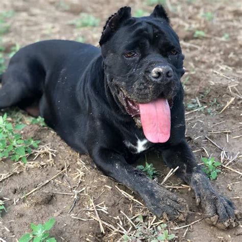 American Bandogge Mastiff: History, Personality, Temperament Care